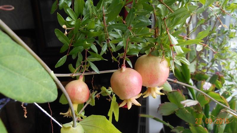 So züchten Sie Granatapfel in Innenräumen: Pflegefunktionen