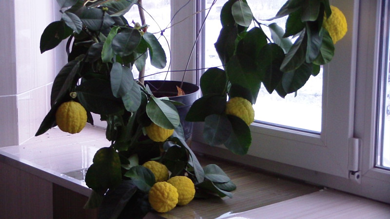 How to grow lemon at home on a windowsill