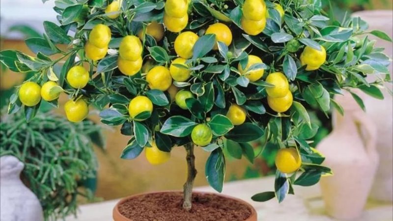 How to grow lemon at home on a windowsill