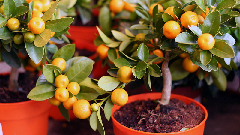 Wie man zu Hause einen Mandarinenbaum züchtet: Pflegeregeln