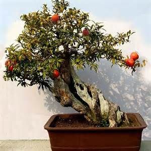 Wie man Granatapfel-Bonsai in Innenräumen anbaut