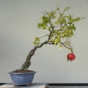 Wie man Granatapfel-Bonsai in Innenräumen anbaut