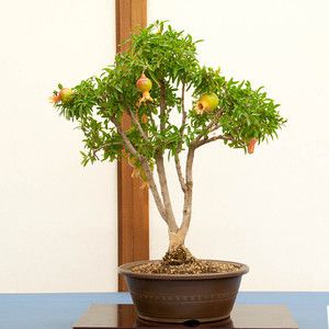 Wie man Granatapfel-Bonsai in Innenräumen anbaut