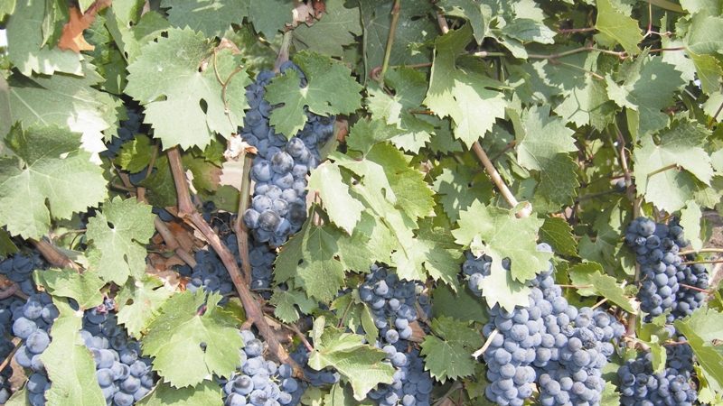 Popular Russian grape variety Krasnostop