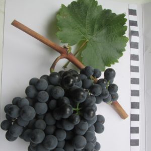 Popular Russian grape variety Krasnostop