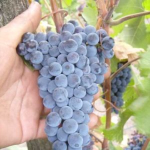 Popular Russian grape variety Krasnostop