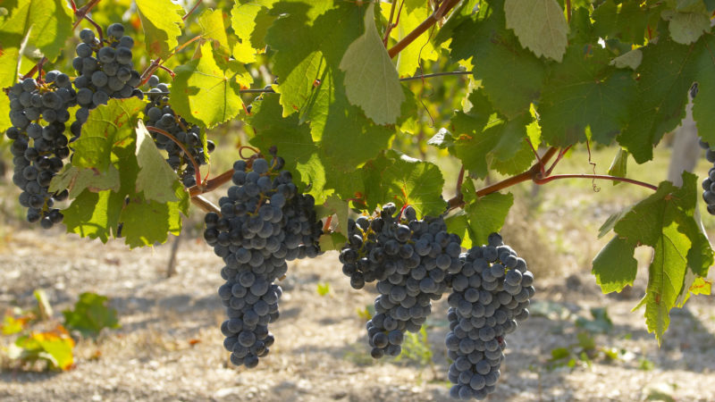 Popular Russian grape variety Krasnostop