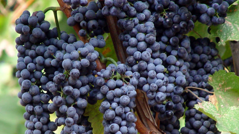 Popular Russian grape variety Krasnostop