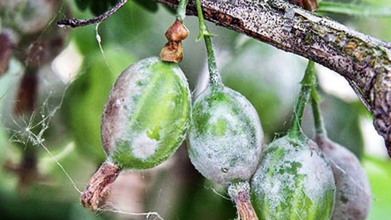 Wie kann man Stachelbeeren aus weißer Blüte auf Beeren verarbeiten und was ist der Grund für ihr Aussehen