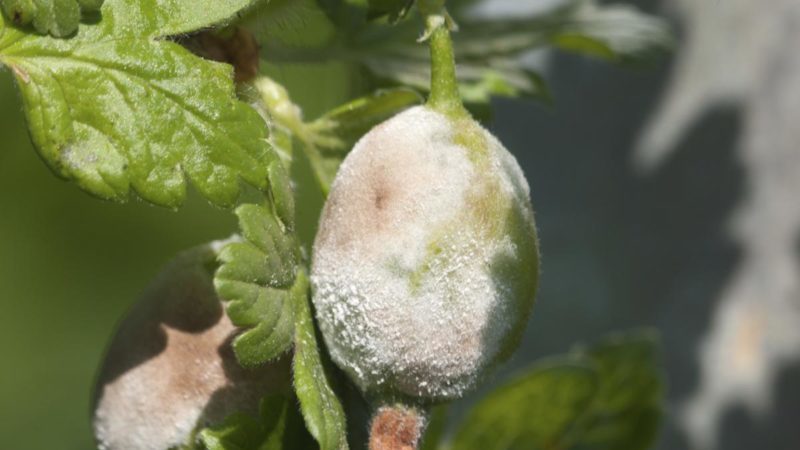 Wie kann man Stachelbeeren aus weißer Blüte auf Beeren verarbeiten und was ist der Grund für ihr Aussehen