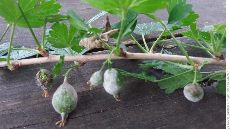 Wie kann man Stachelbeeren aus weißer Blüte auf Beeren verarbeiten und was ist der Grund für ihr Aussehen