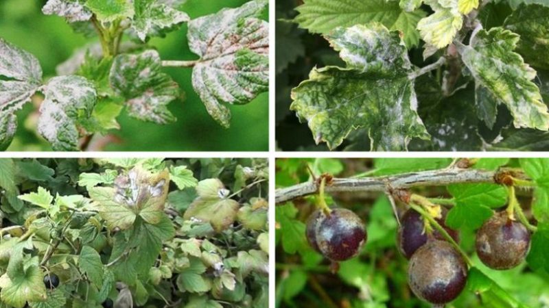 Wie kann man Stachelbeeren aus weißer Blüte auf Beeren verarbeiten und was ist der Grund für ihr Aussehen