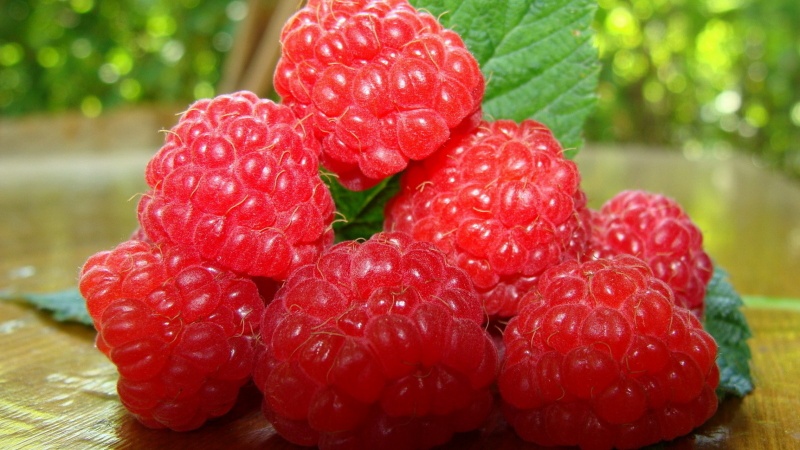 Die besten Sorten von großfruchtigen Himbeeren