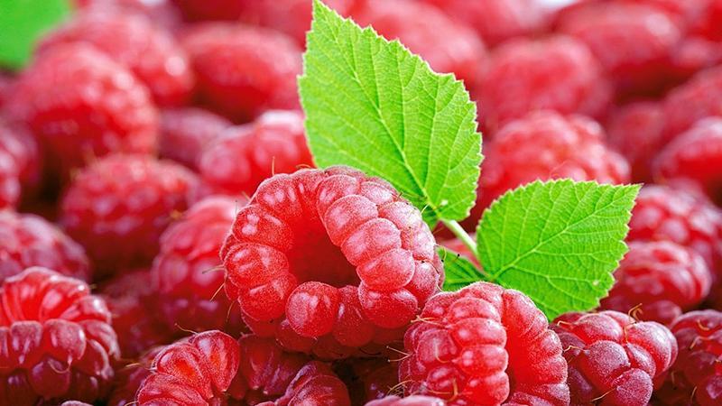 Die besten Sorten von großfruchtigen Himbeeren