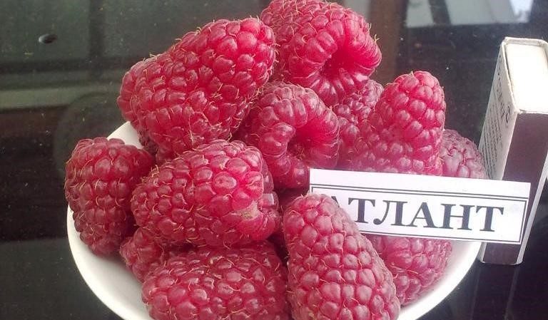 Die besten Sorten von großfruchtigen Himbeeren