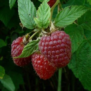 Die besten Sorten von großfruchtigen Himbeeren