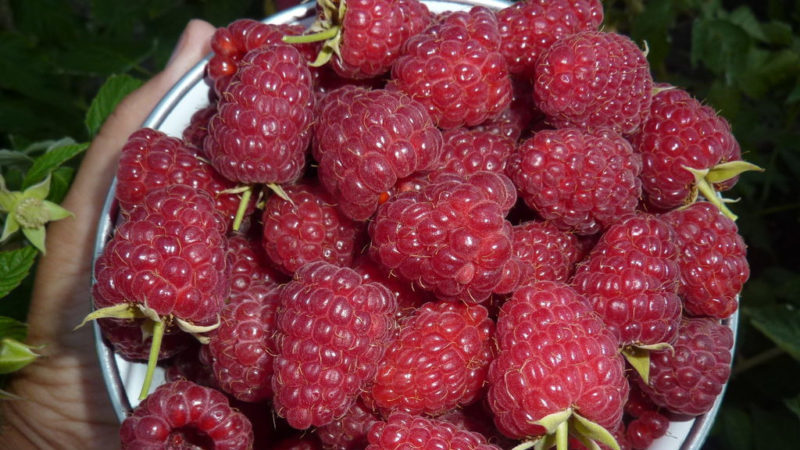 Die besten Sorten von großfruchtigen Himbeeren