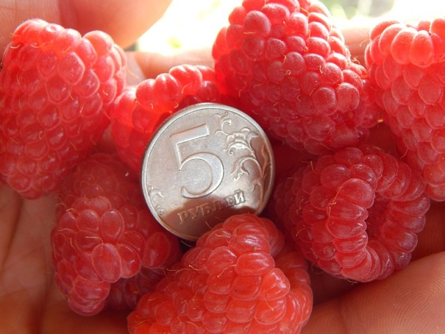 Die besten Sorten von großfruchtigen Himbeeren