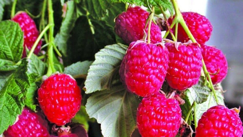 Die besten Sorten von großfruchtigen Himbeeren