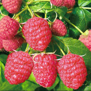 Die besten Sorten von großfruchtigen Himbeeren