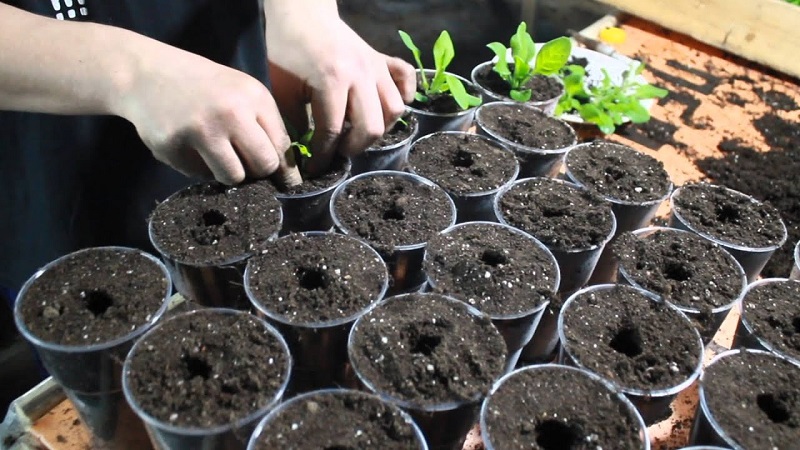 Is het mogelijk om als kamerplant een petunia in een pot te kweken?