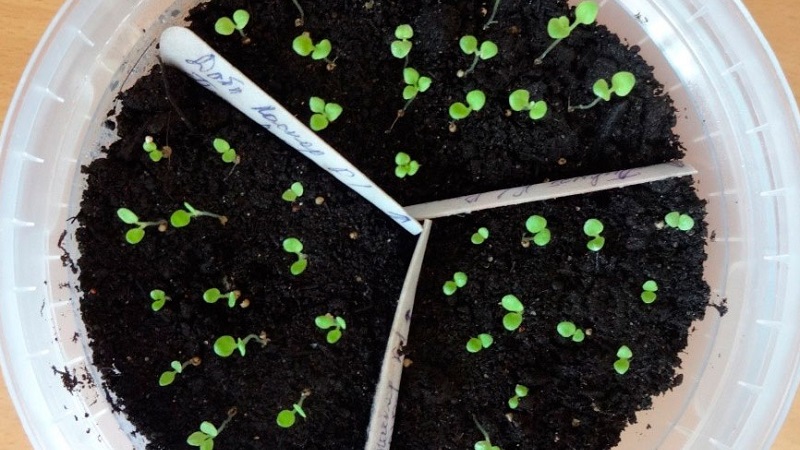 Is het mogelijk om als kamerplant een petunia in een pot te kweken?