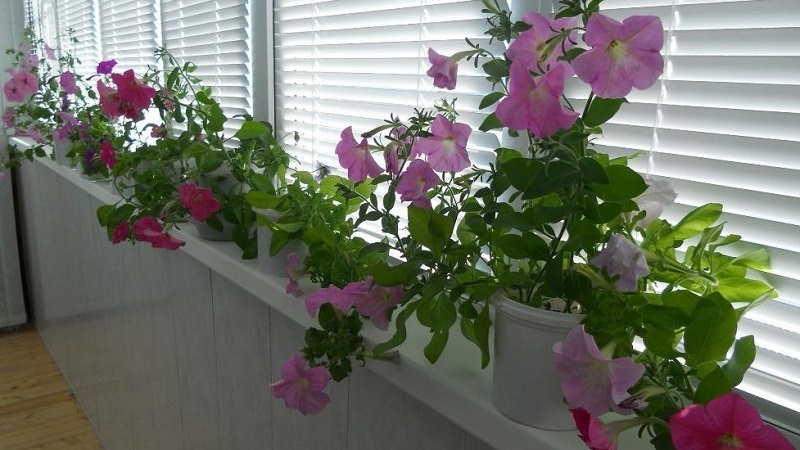 Is het mogelijk om als kamerplant een petunia in een pot te kweken?