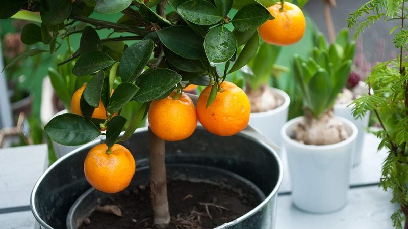 Ist es möglich, eine Orange aus einem Samen zu ziehen und wie man es zu Hause macht?