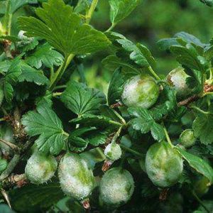 Mehltau auf Stachelbeeren: Anzeichen, Ursachen des Auftretens, Kontrollmaßnahmen, Vorbeugung