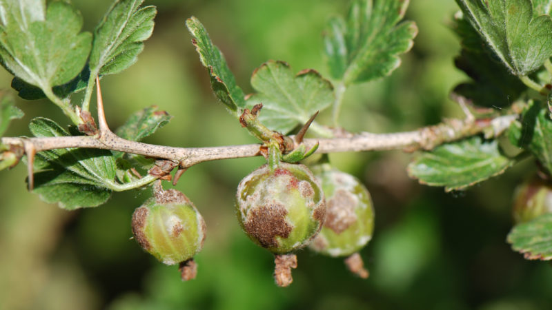 Mehltau auf Stachelbeeren: Anzeichen, Ursachen des Auftretens, Kontrollmaßnahmen, Vorbeugung