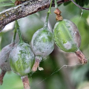 Warum Stachelbeeren keine Beeren haben und wie man sie repariert