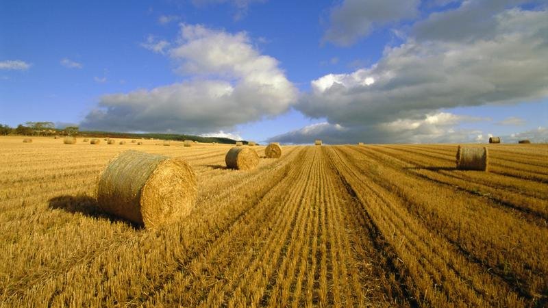 Heimat des Weizens: Woher kam der Weizen auf der Erde?