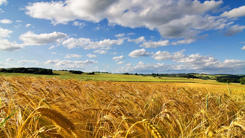 Heimat des Weizens: Woher kam der Weizen auf der Erde?