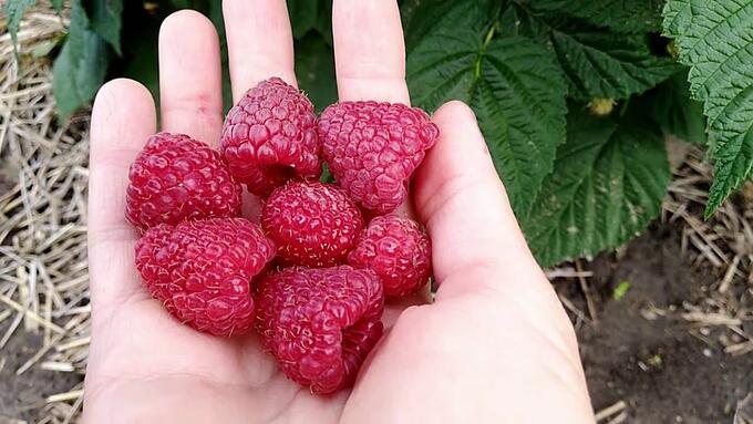 Die besten Sorten von großfruchtigen Himbeeren