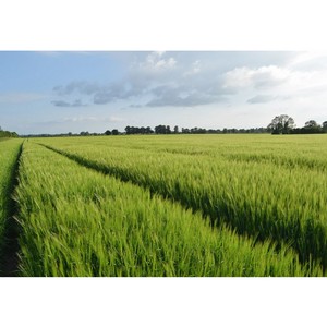 Top Dressing von Winterweizen: Methoden und Düngungsraten