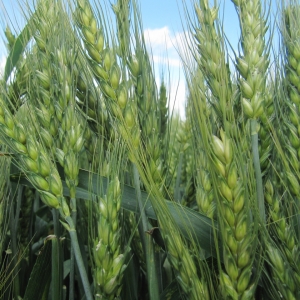 Top Dressing von Winterweizen: Methoden und Düngungsraten