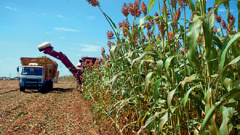 Was ist Getreidesorghum, Merkmale seiner Verwendung und seines Anbaus