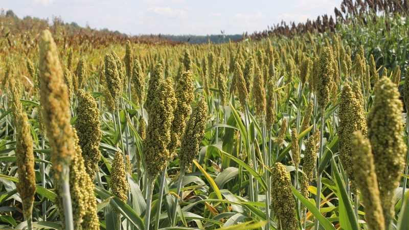 Schritt-für-Schritt-Technologie für den Anbau von Sorghum von der Samenvorbereitung bis zur Ernte