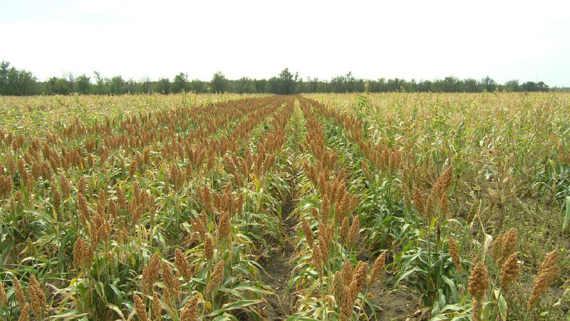 Was ist Getreidesorghum, Merkmale seiner Verwendung und seines Anbaus