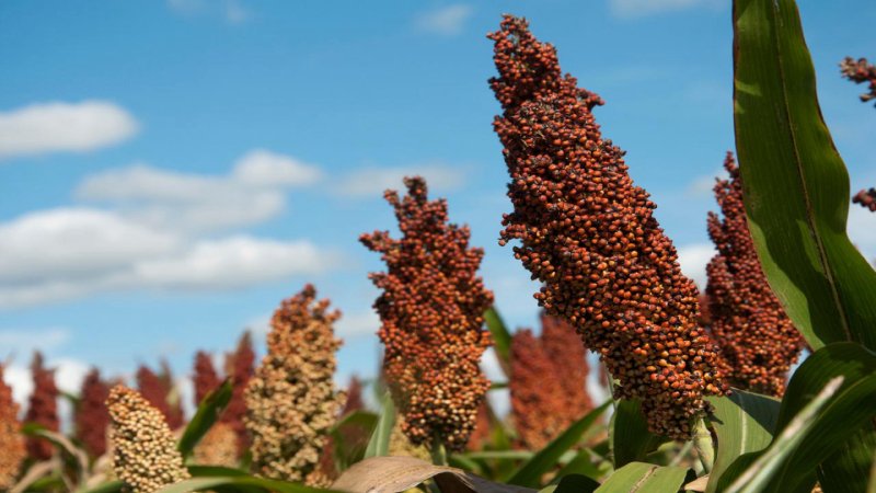 Schritt-für-Schritt-Technologie für den Anbau von Sorghum von der Samenvorbereitung bis zur Ernte