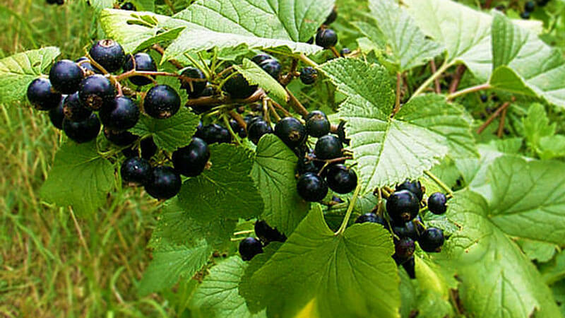 Schwarze Johannisbeerblätter - nützliche und medizinische Eigenschaften