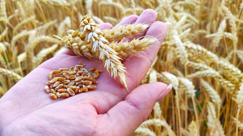 Optimale Bedingungen für das Wachstum von Getreide: Bei welcher Temperatur keimt Weizen zu Hause und auf freiem Feld?