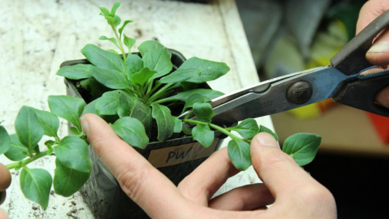 Leitfaden für Sommer-Petunien-Stecklinge für Floristen für Anfänger