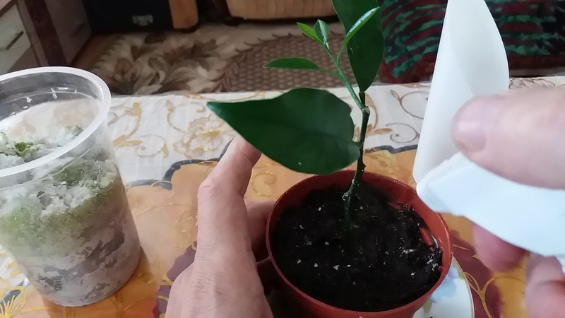 Propagation of lemon by cuttings and growing at home