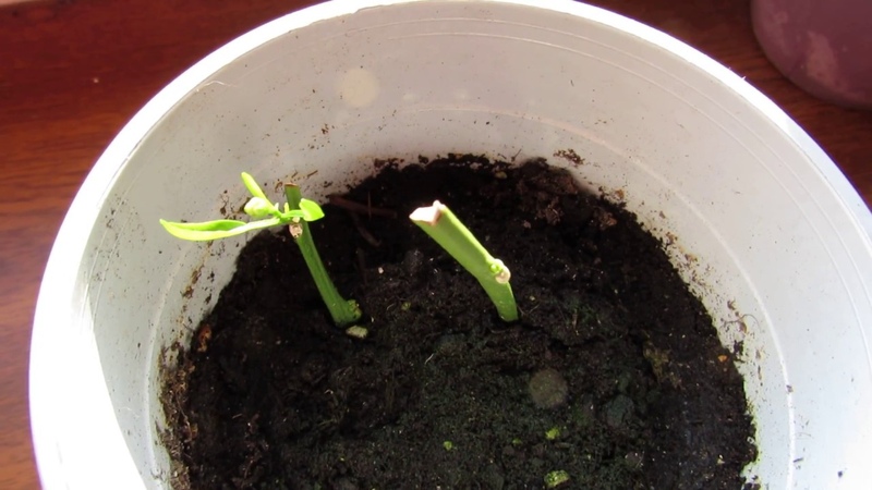 Propagation of lemon by cuttings and growing at home