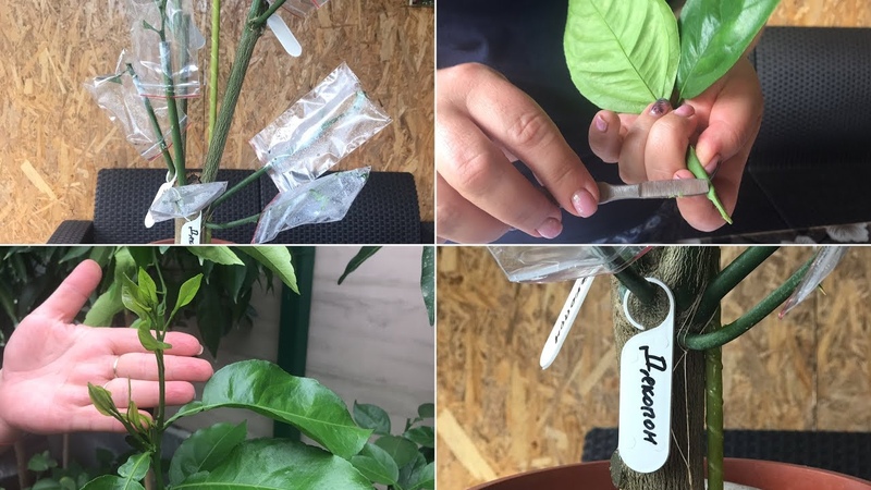 Propagation of lemon by cuttings and growing at home