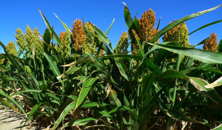 Was ist Zuckersorghum, wie wird es angebaut und wo wird es verwendet?