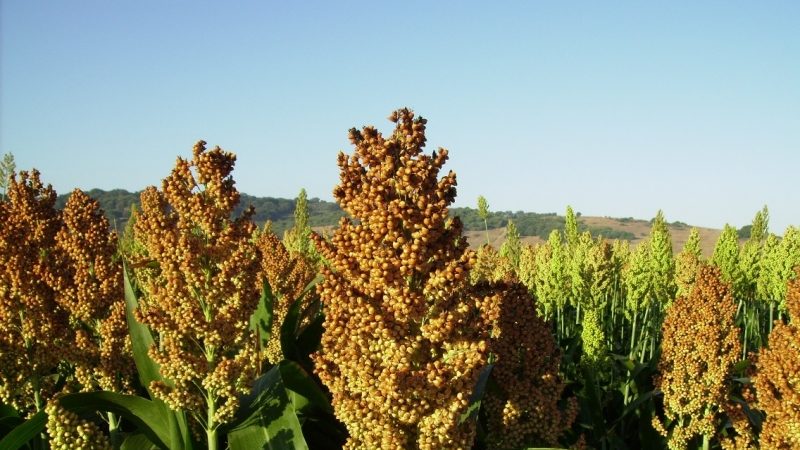 Was ist Zuckersorghum, wie wird es angebaut und wo wird es verwendet?