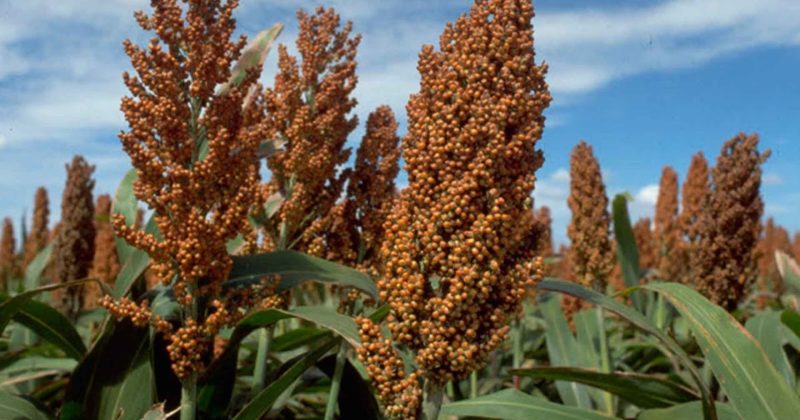 Was ist Zuckersorghum, wie wird es angebaut und wo wird es verwendet?