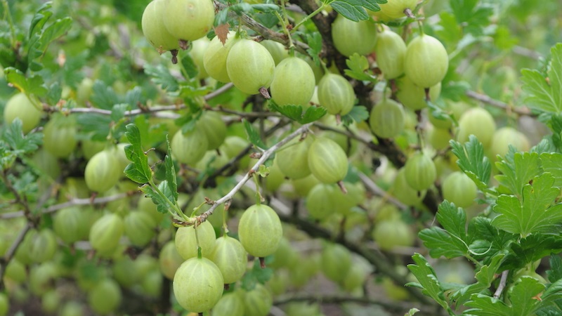 Die wichtigsten Schritte zur Pflege von Stachelbeeren im Frühjahr nach dem Winter für eine gute Ernte